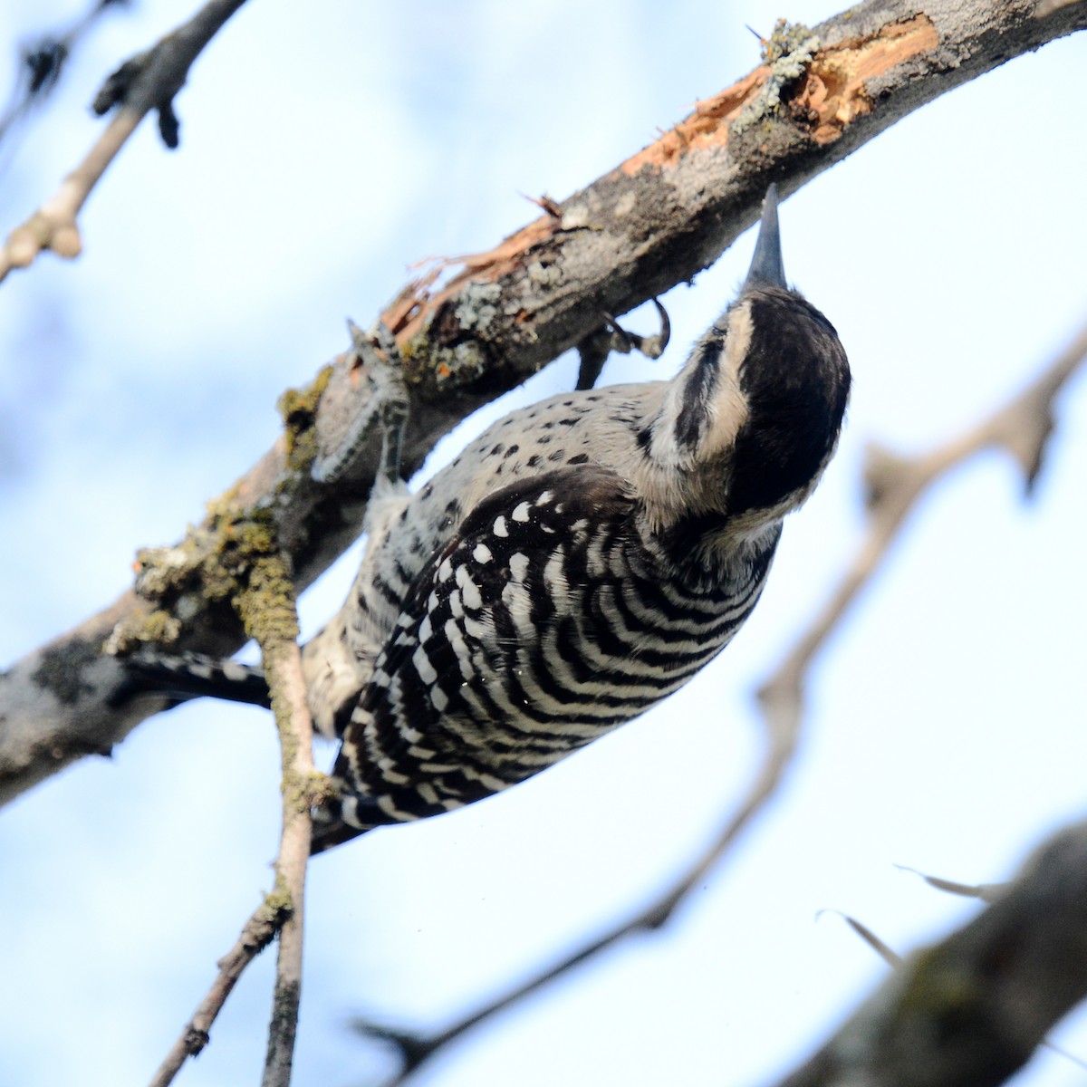 Pic arlequin - ML643356897