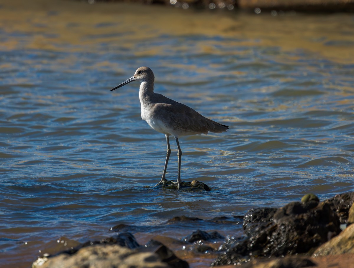 Willet - ML643356905