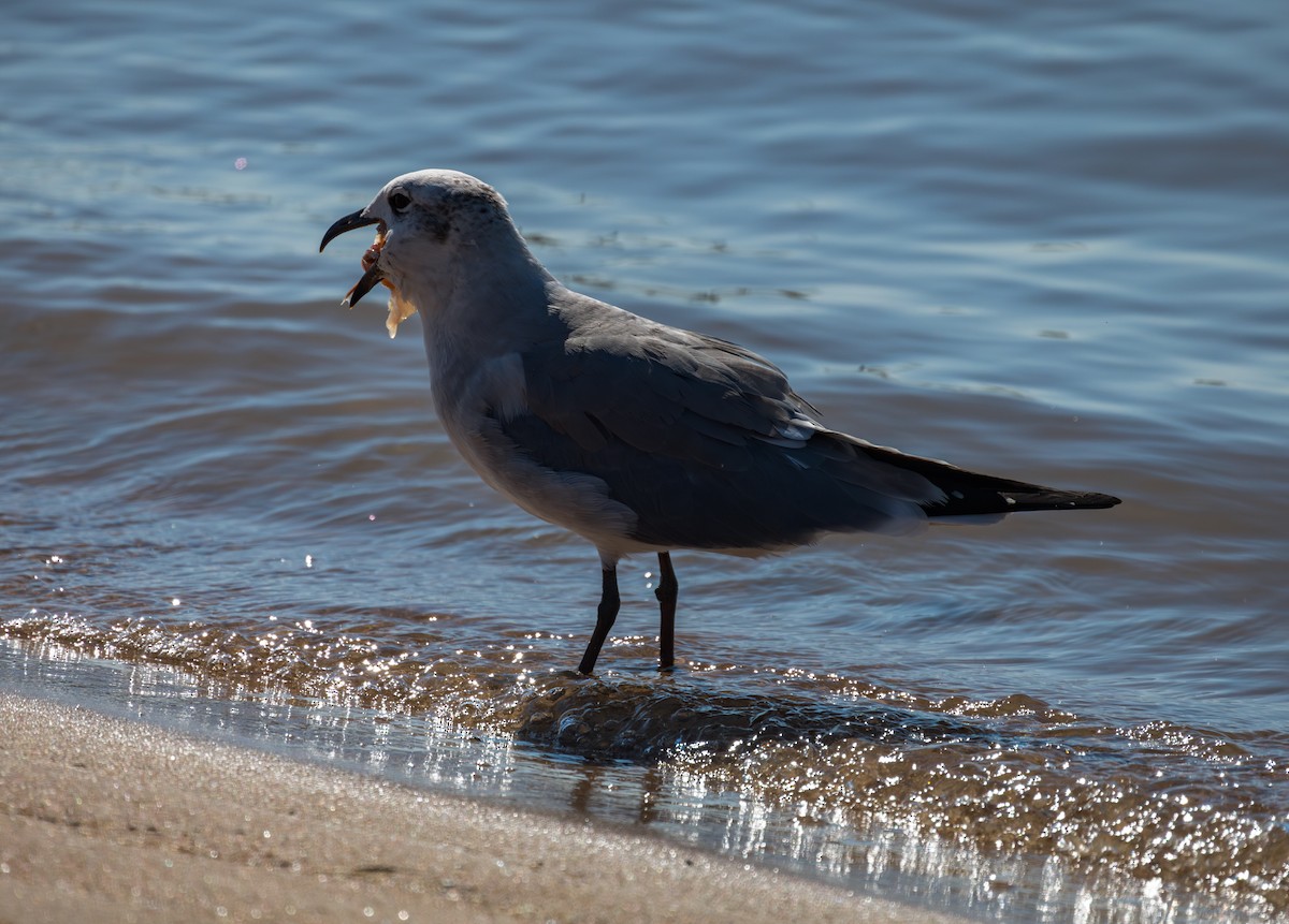 Laughing Gull - ML643356912