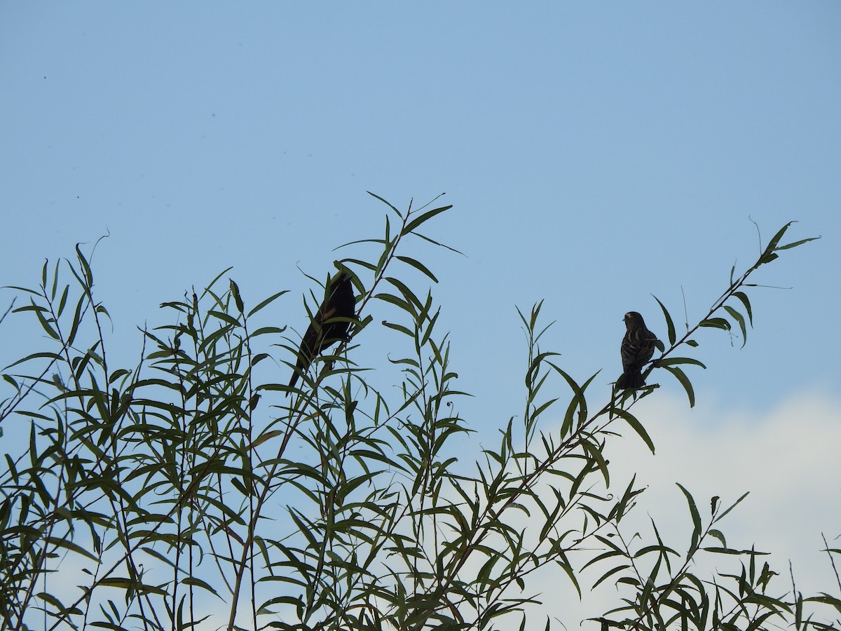 Red-winged Blackbird - ML643356918