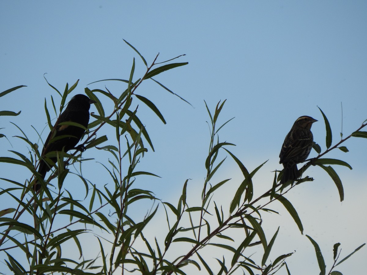 Red-winged Blackbird - ML643356919