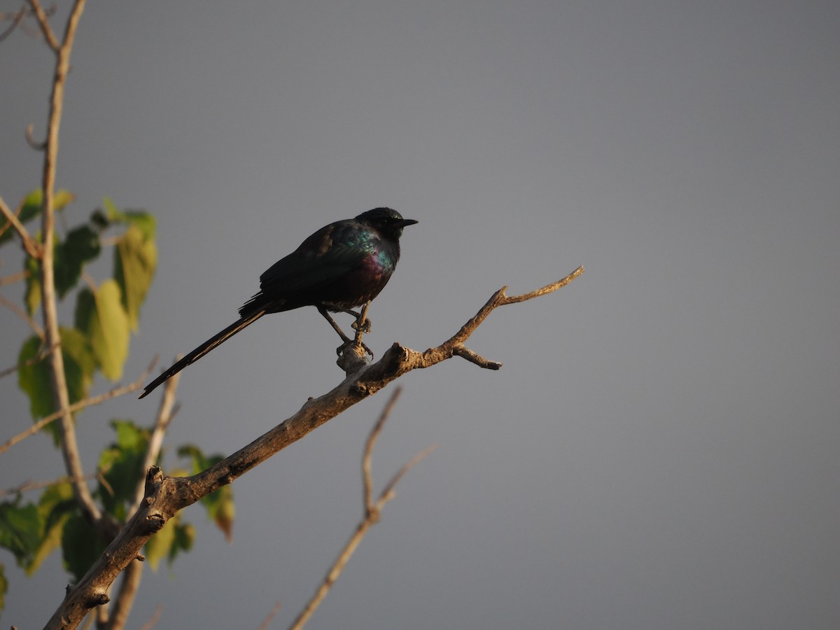 Meves's Starling (Meves's) - ML643356920