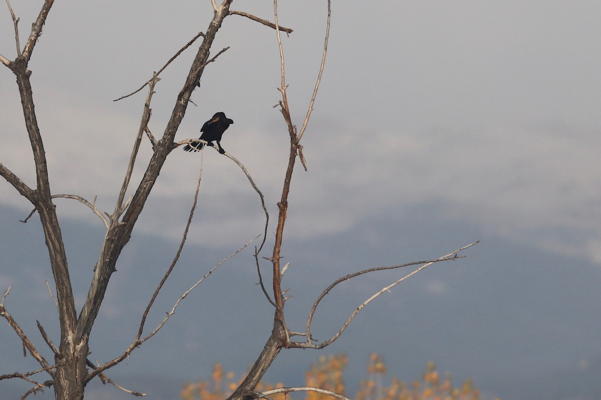 Neotropic Cormorant - ML643356930