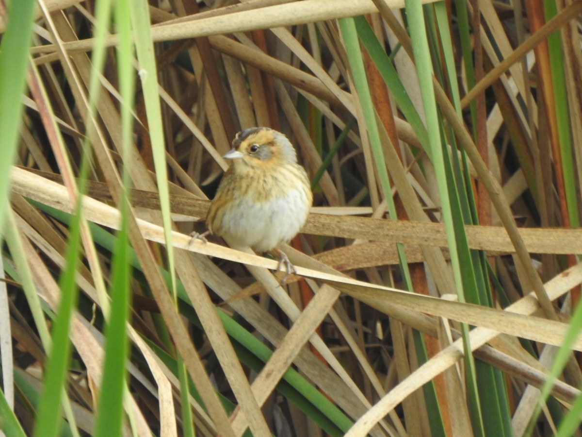 Nelson's Sparrow - ML643356935