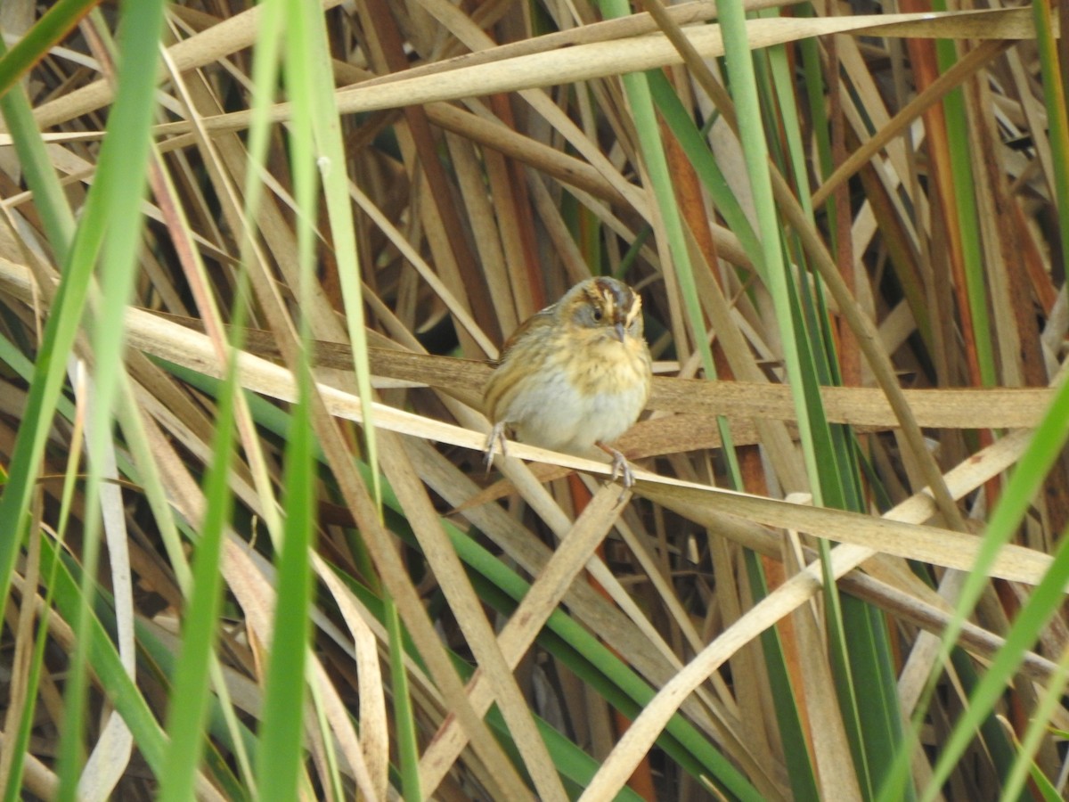 Nelson's Sparrow - ML643356936