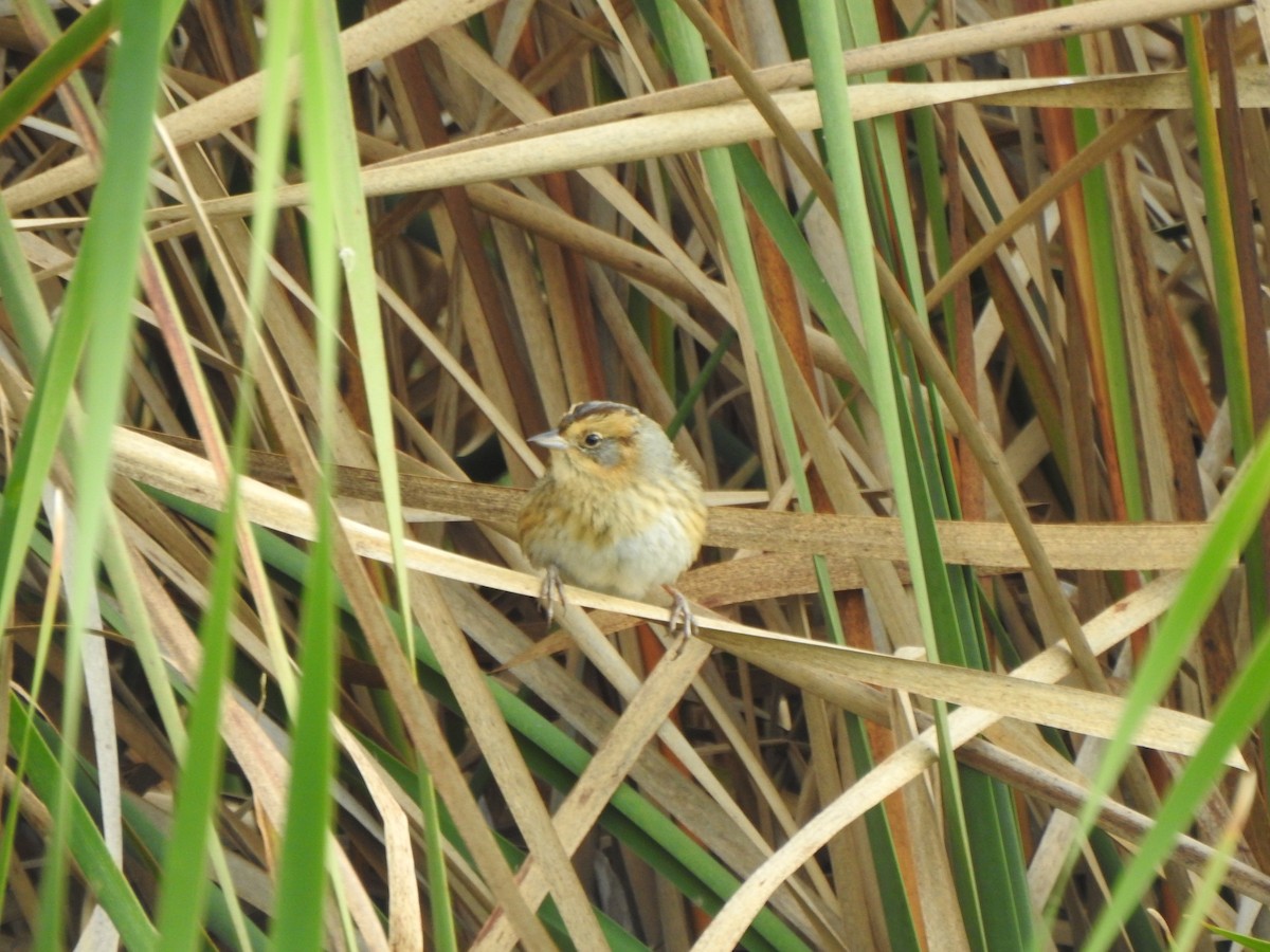 Nelson's Sparrow - ML643356937