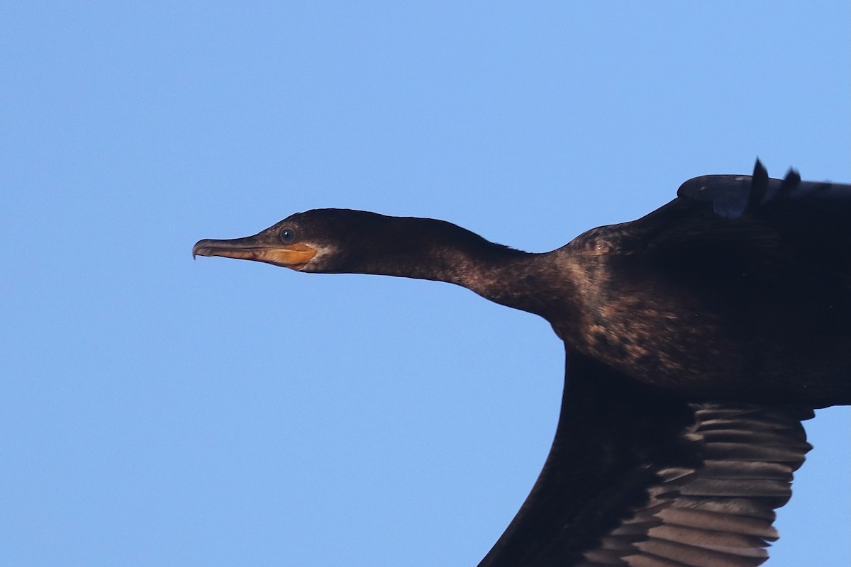 Neotropic Cormorant - ML643356938