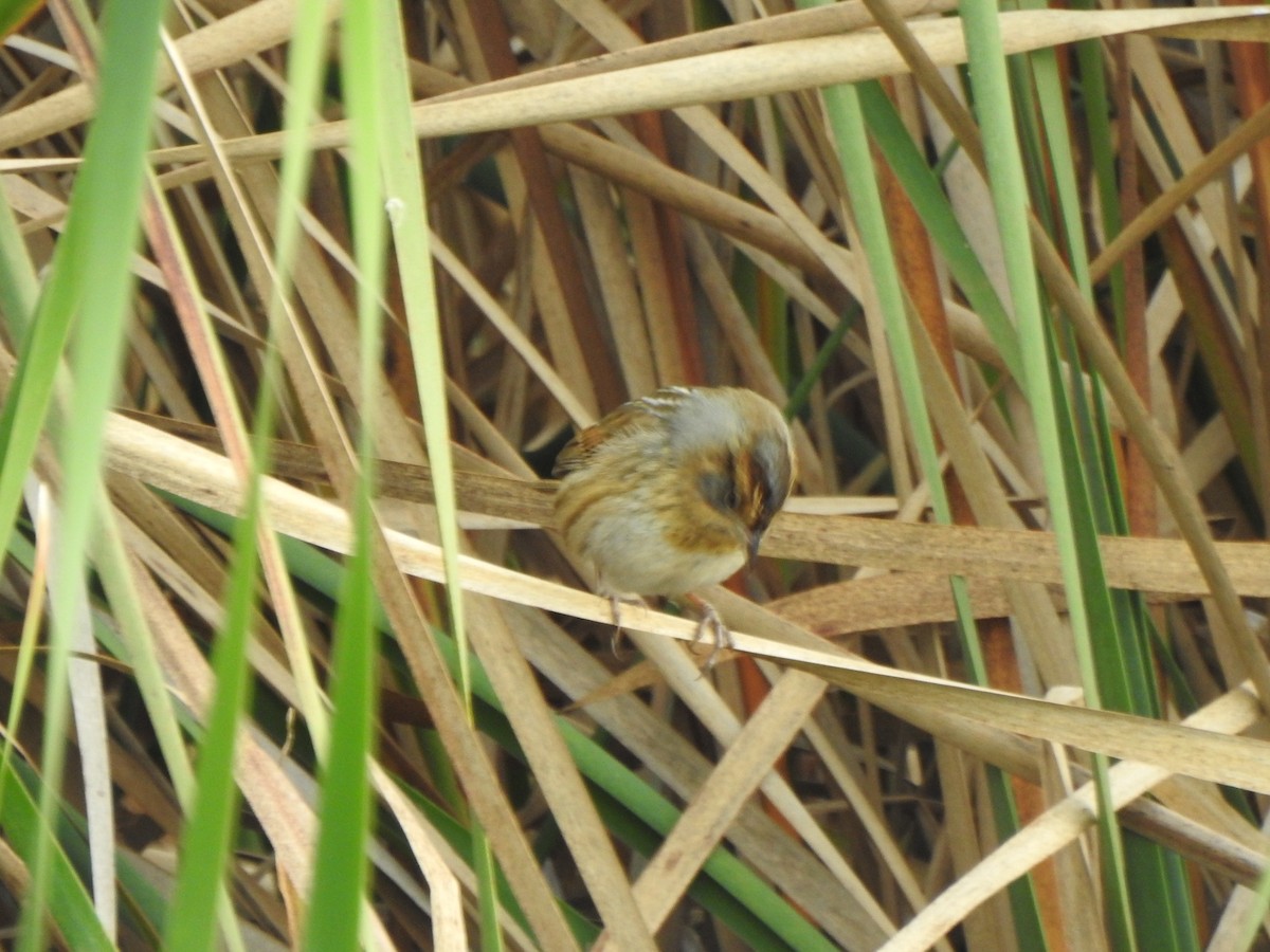 Nelson's Sparrow - ML643356939