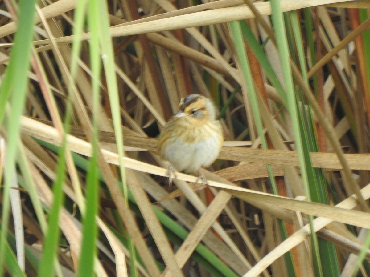 Nelson's Sparrow - ML643356940
