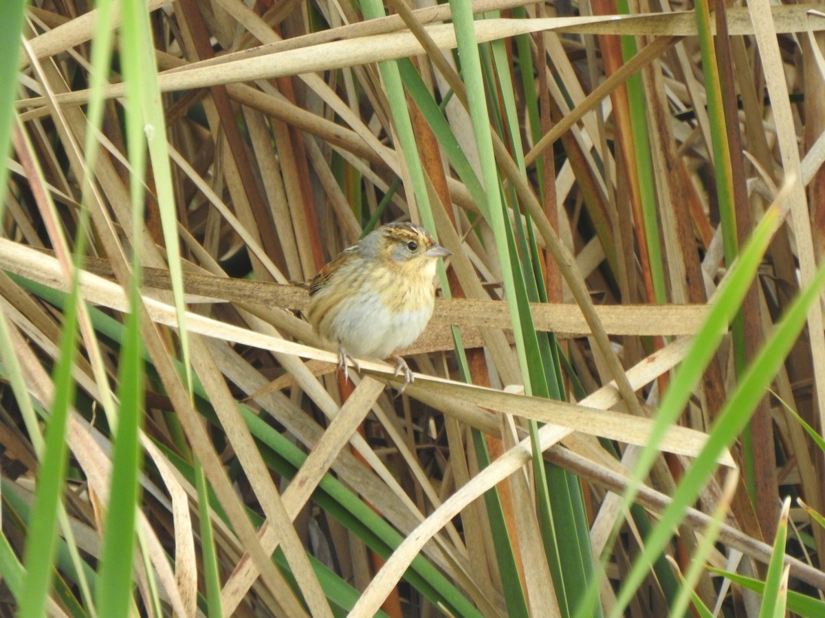 Nelson's Sparrow - ML643356941