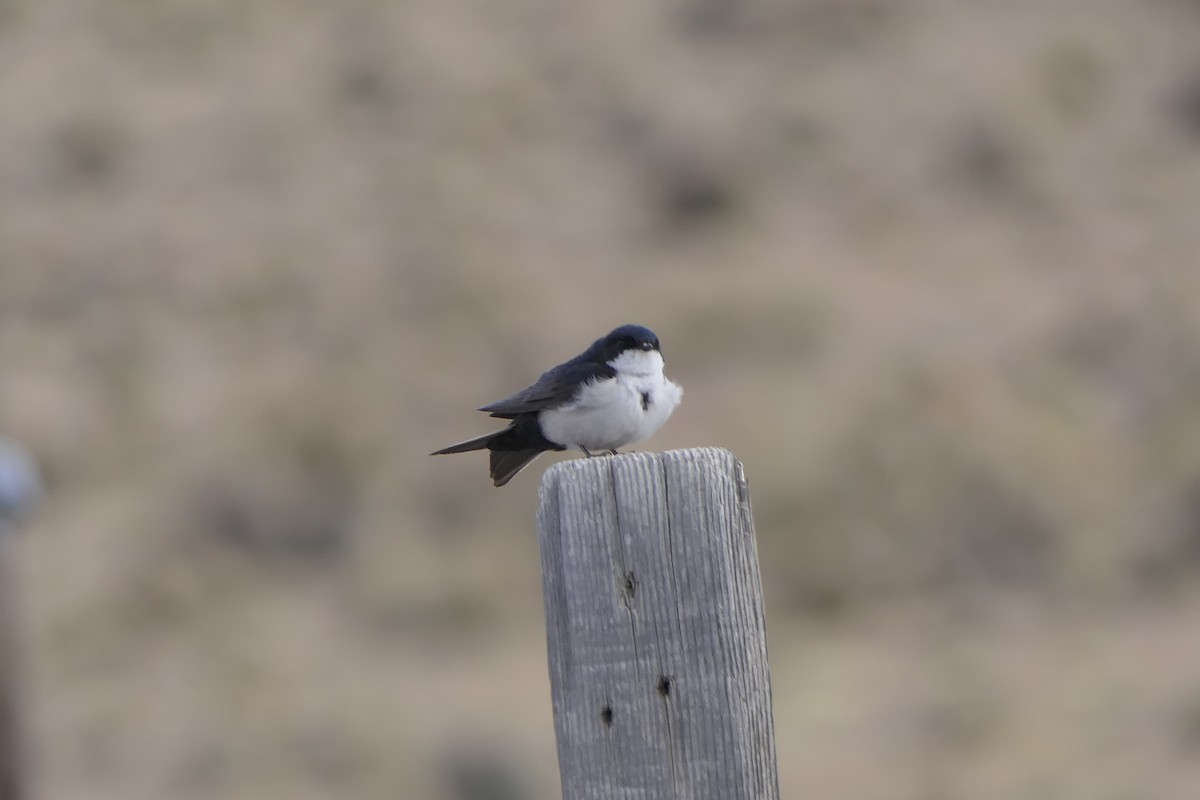 Hirondelle bleu et blanc - ML643356942