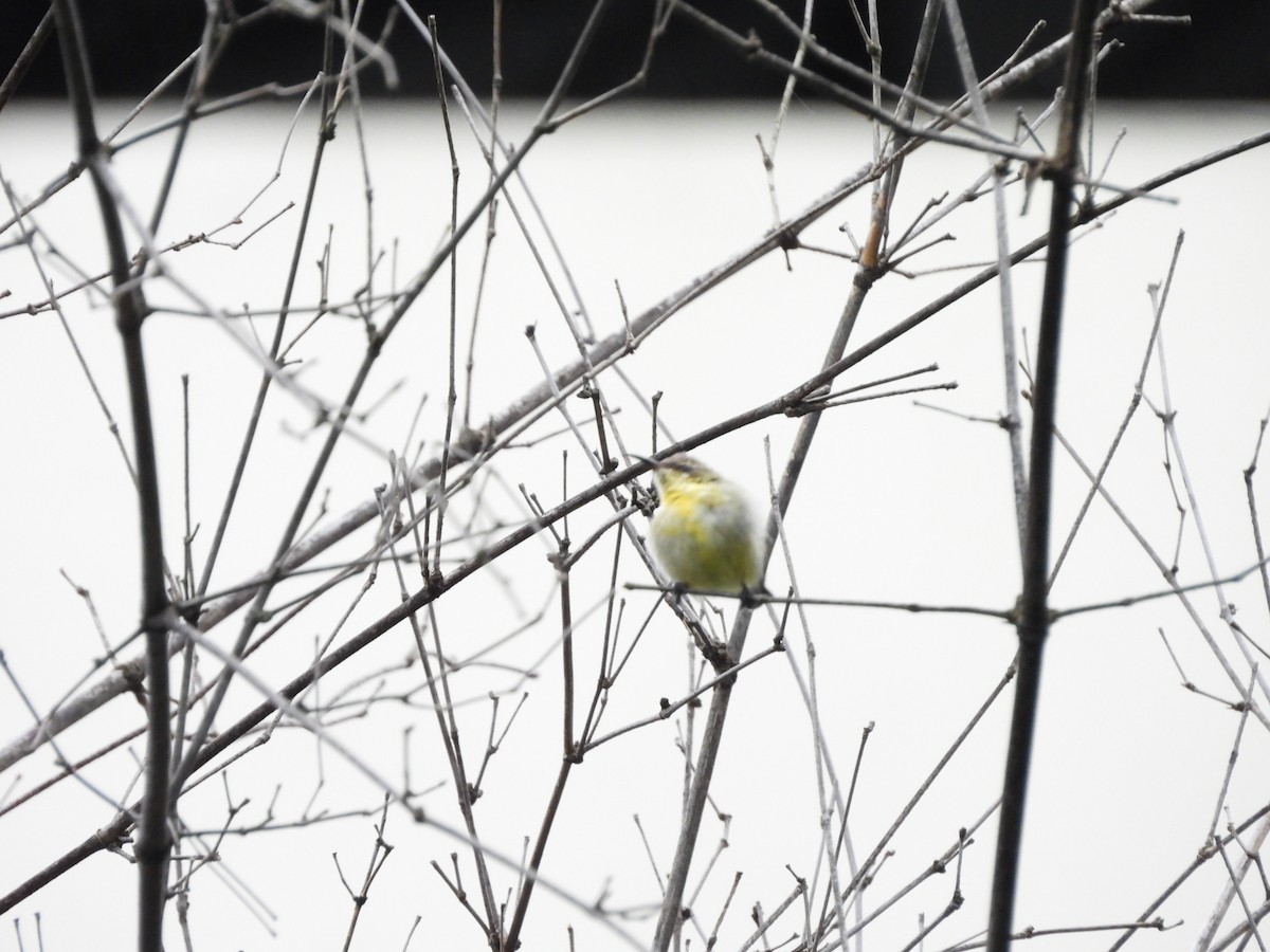 Purple-rumped Sunbird - ML643356944