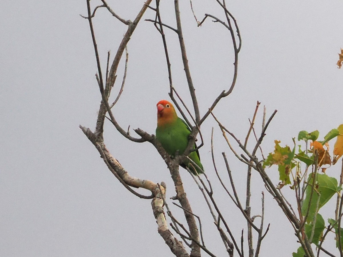 Lilian's Lovebird - ML643356956