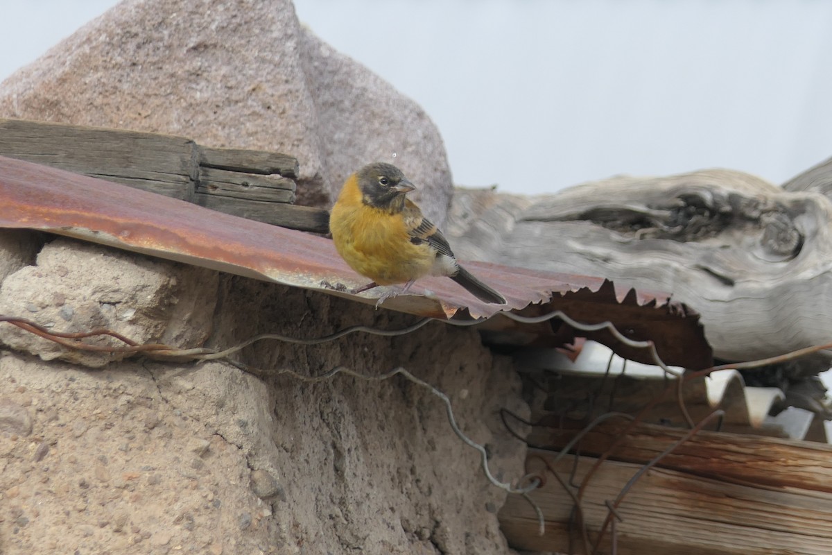 Phrygile à tête noire - ML643356960