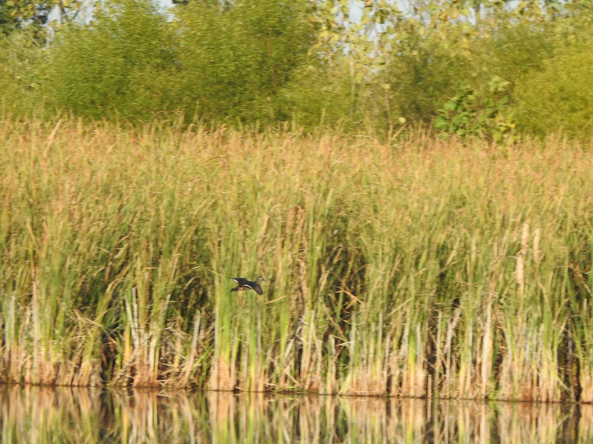 Wood Duck - ML643356977