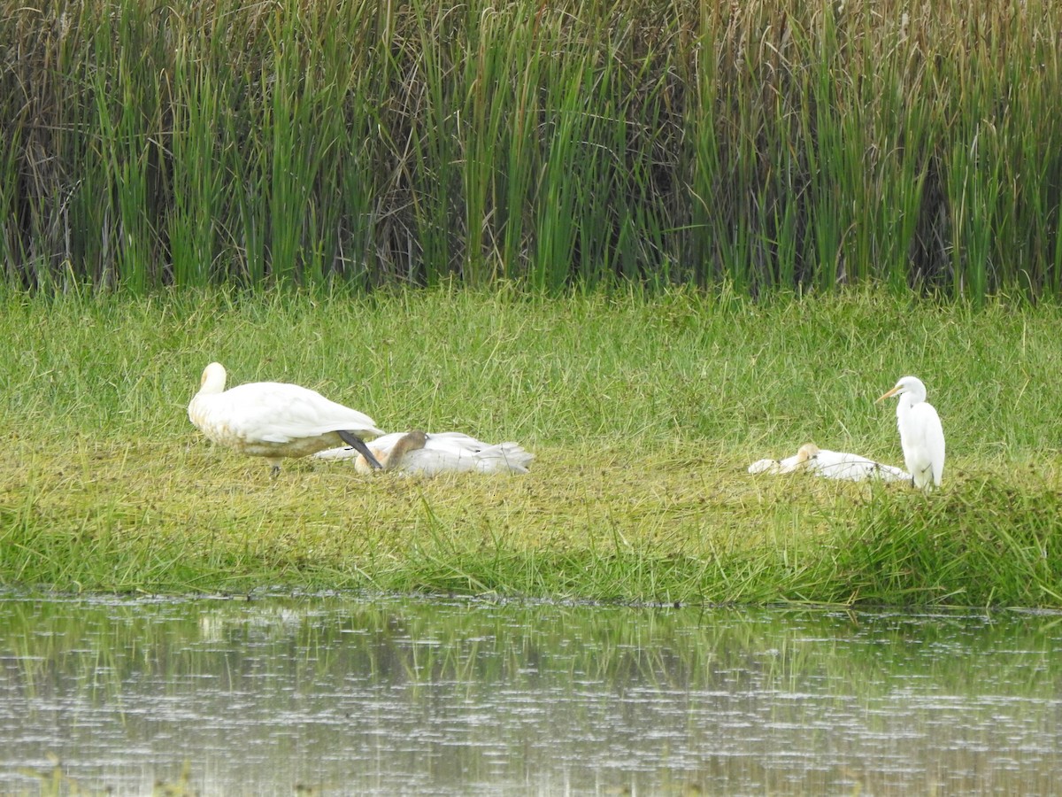 Trumpeter Swan - ML643356994