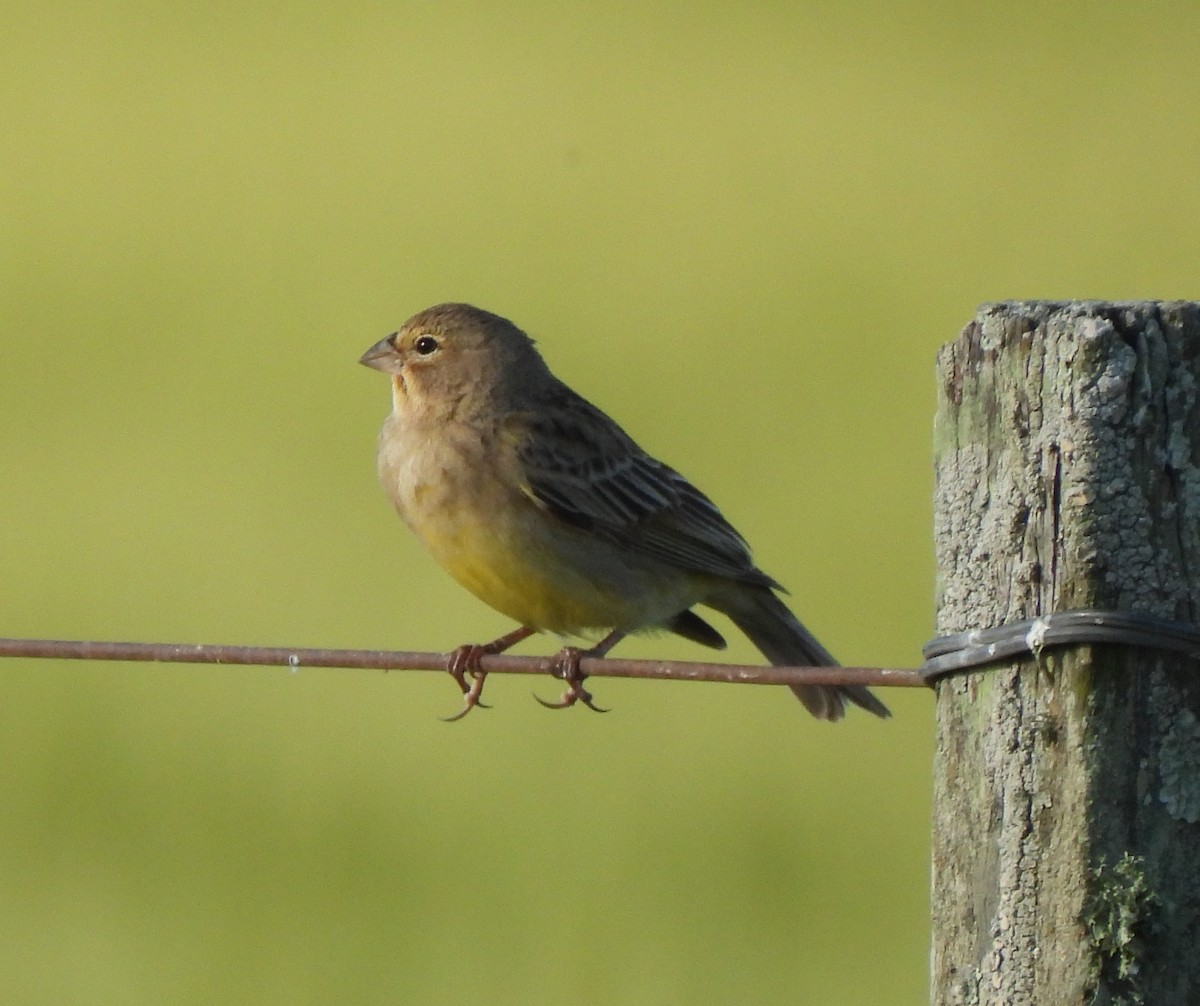 Grassland Yellow-Finch - ML643357023