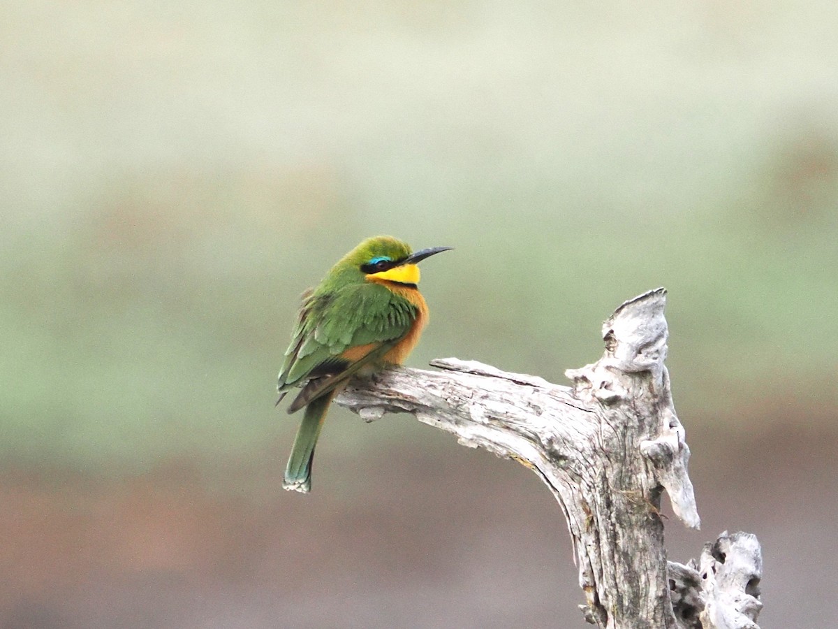 Little Bee-eater - ML643357028
