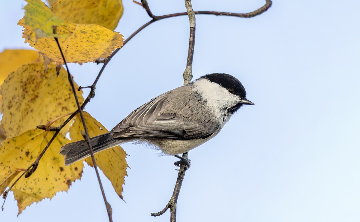 Mésange boréale - ML643357032