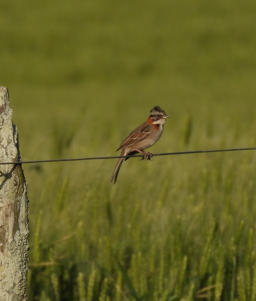 Rufous-collared Sparrow - ML643357044
