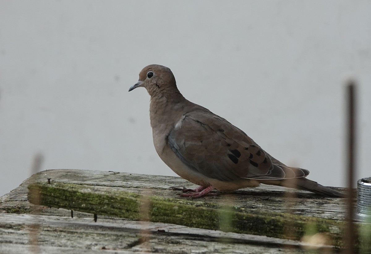 Mourning Dove - ML643357051