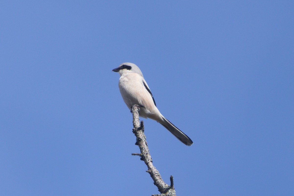 Great Gray Shrike - ML643357054
