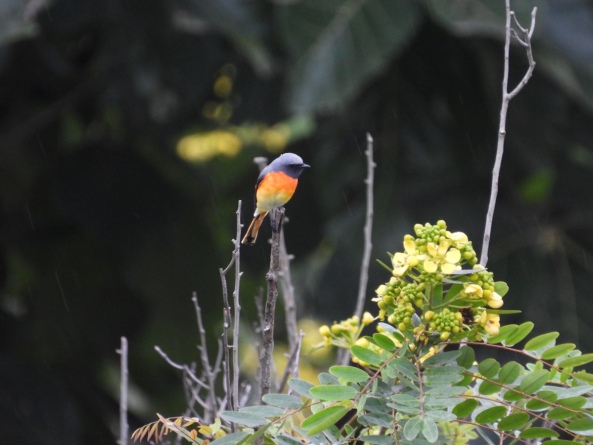 Small Minivet - ML643357068