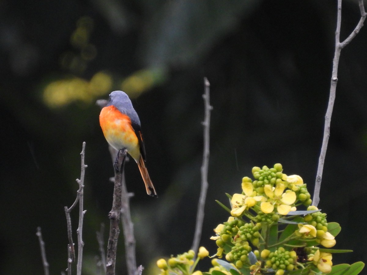 Small Minivet - ML643357069