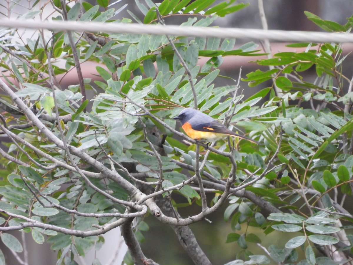Small Minivet - ML643357070
