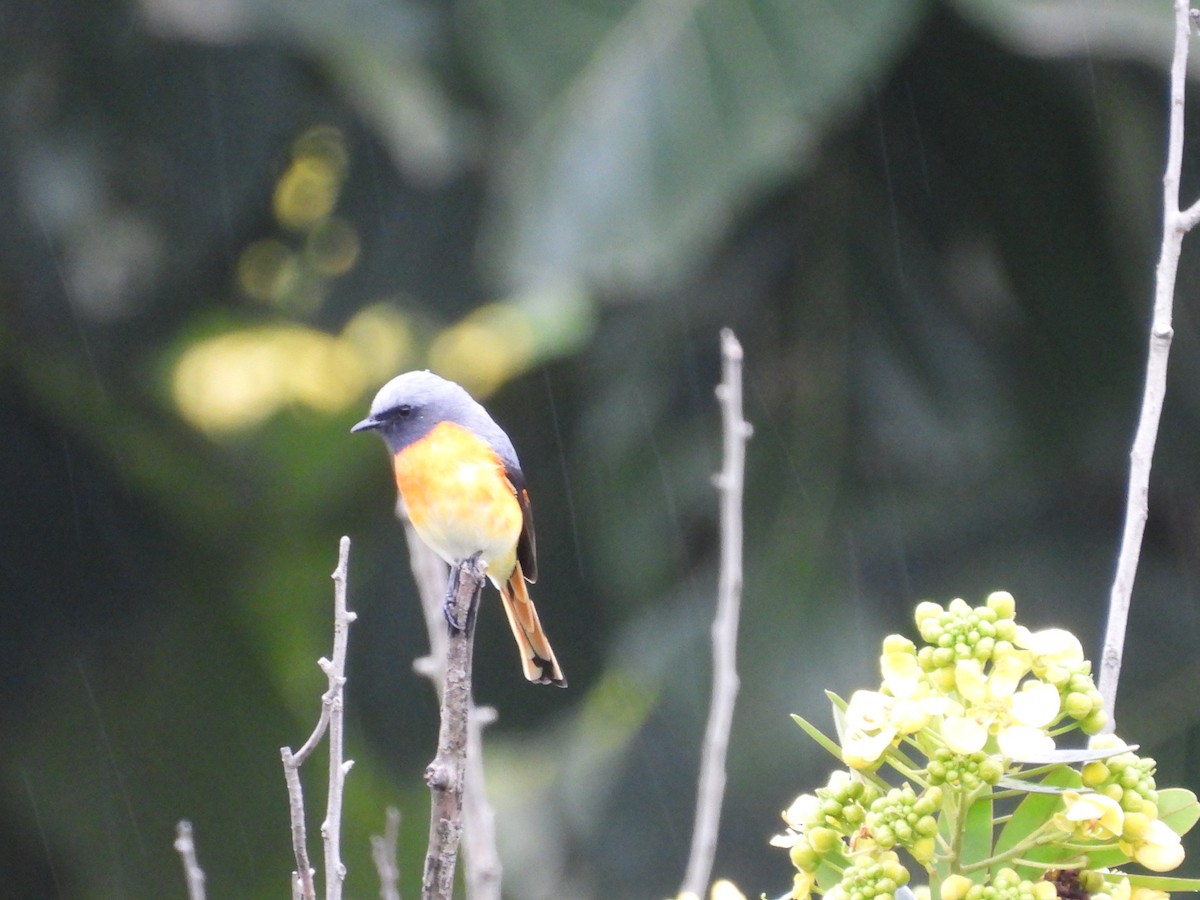 Small Minivet - ML643357071