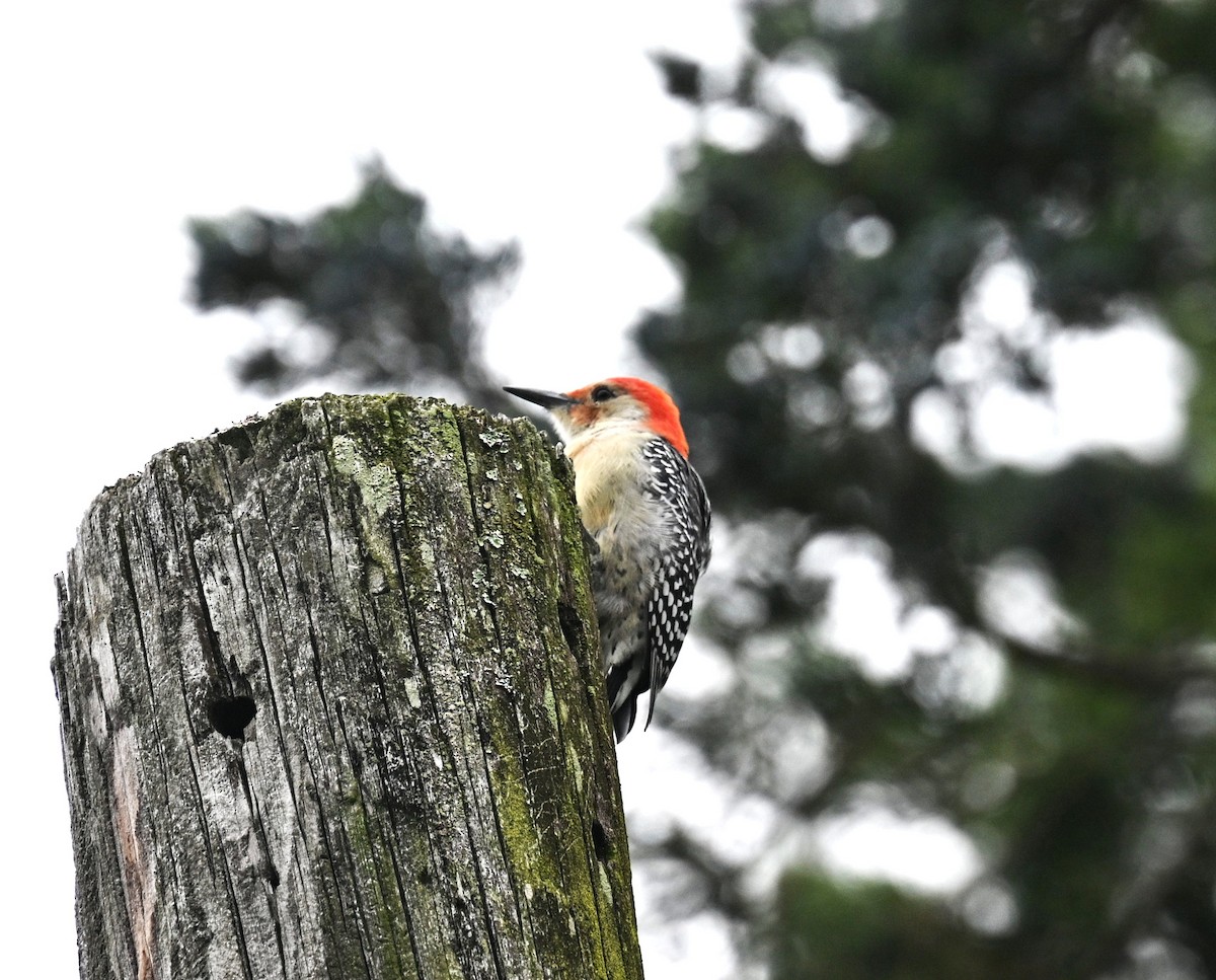 Каролинский дятел - ML643357074