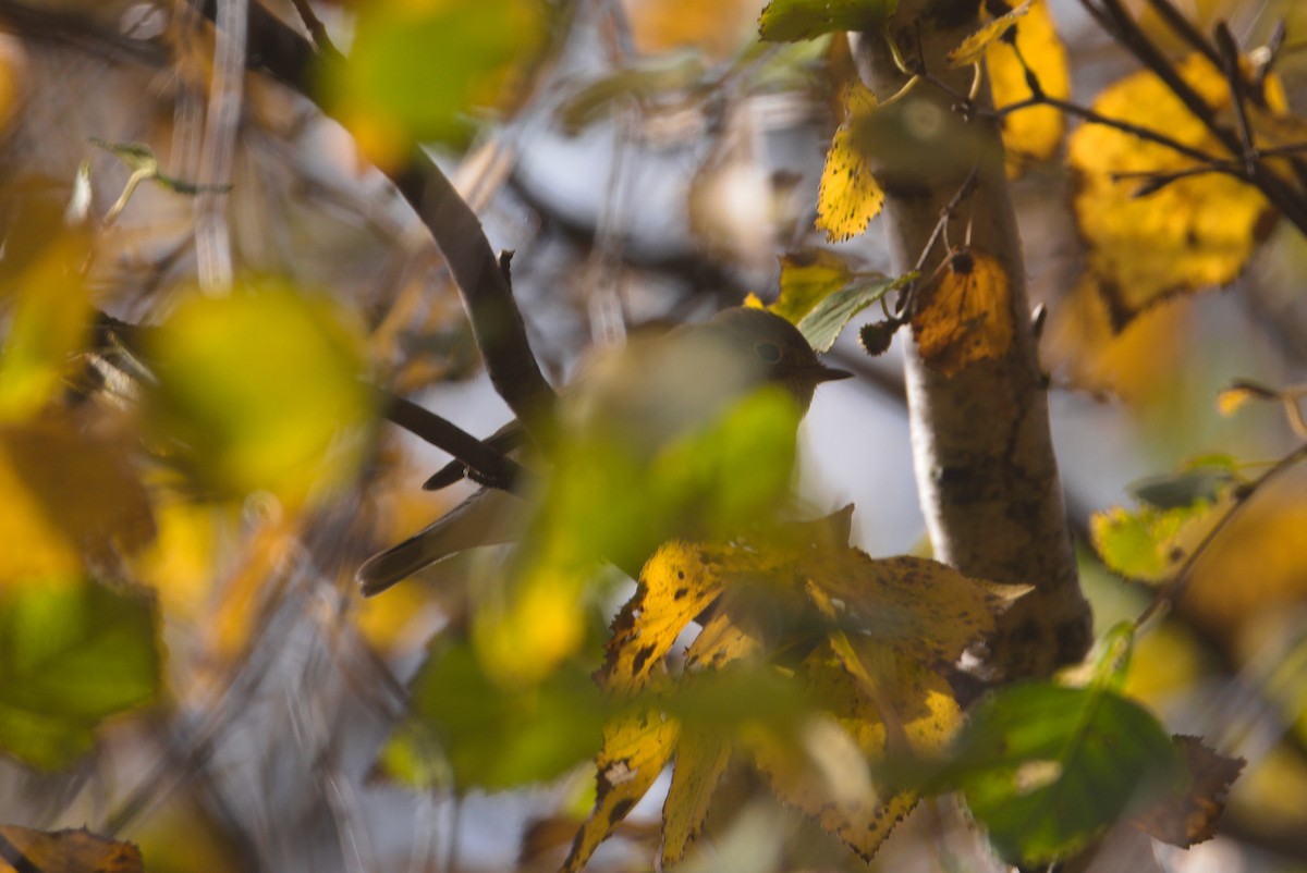 Red-breasted Flycatcher - ML643357075