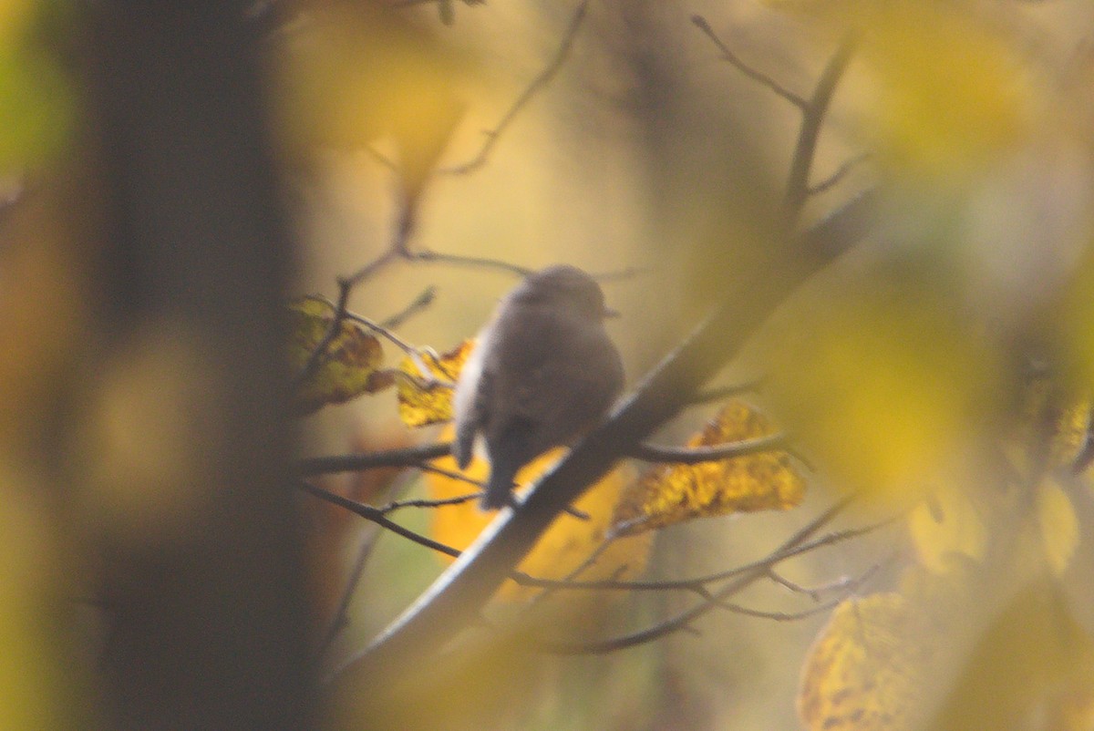 Red-breasted Flycatcher - ML643357078
