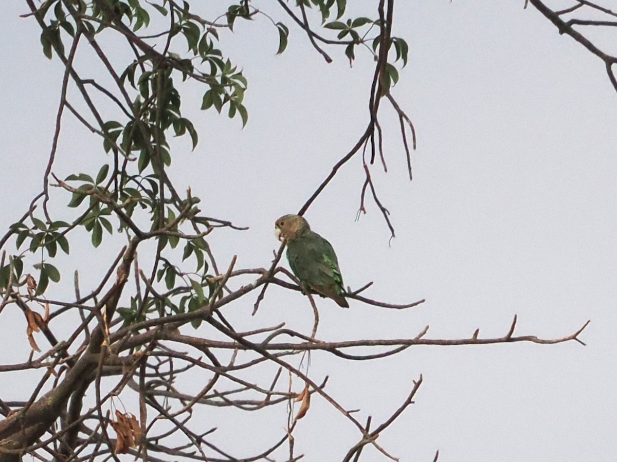 Brown-necked Parrot - ML643357083