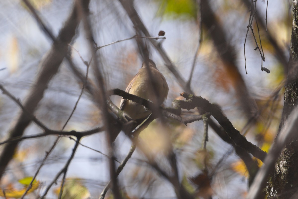 Red-breasted Flycatcher - ML643357085