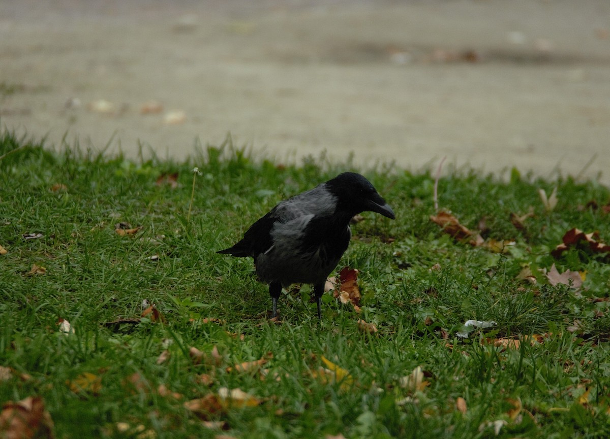 Carrion Crow - ML643357087