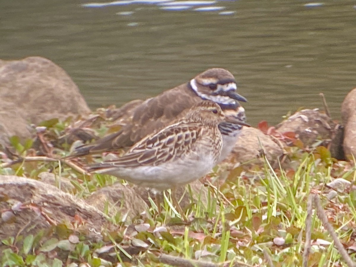 Орог элсэг - ML643357095