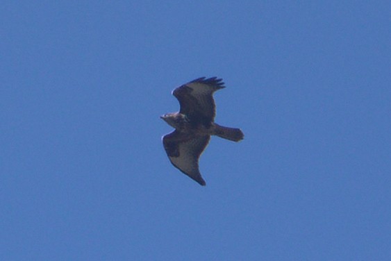 Common Buzzard - ML643357099