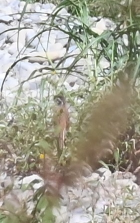 Meadow Bunting - ML643357101