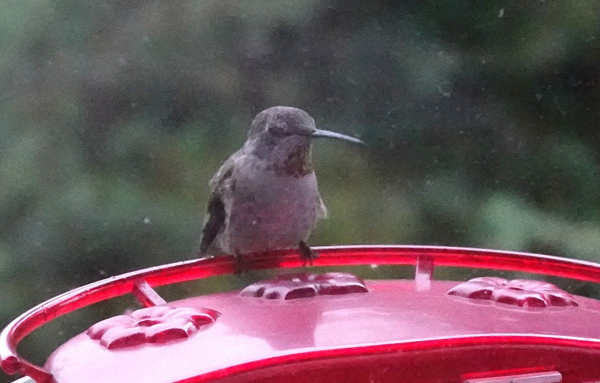 Anna's Hummingbird - ML643357109