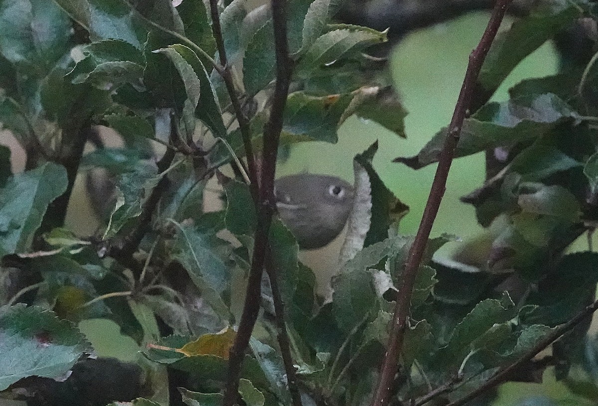 Ruby-crowned Kinglet - ML643357119