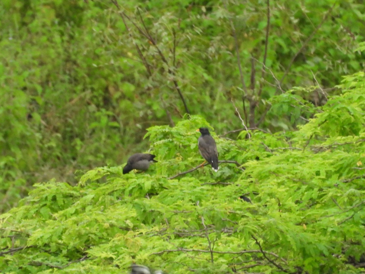Jungle Myna - ML643357125