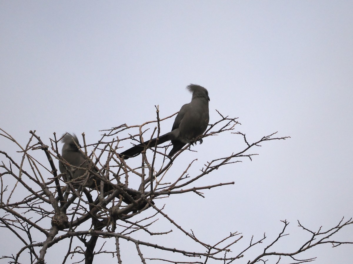 Gray Go-away-bird - ML643357134