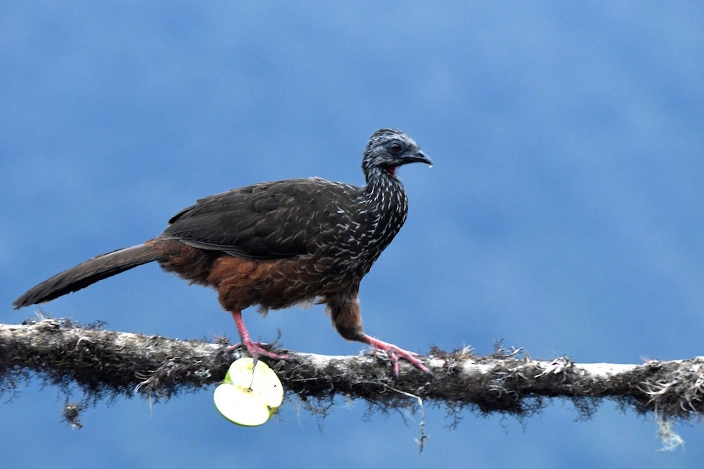 Andean Guan - ML643357139