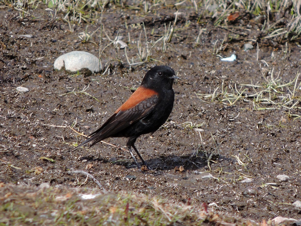 Austral Negrito - ML643357140