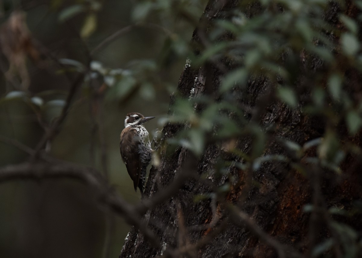 アリゾナアカゲラ - ML643357157