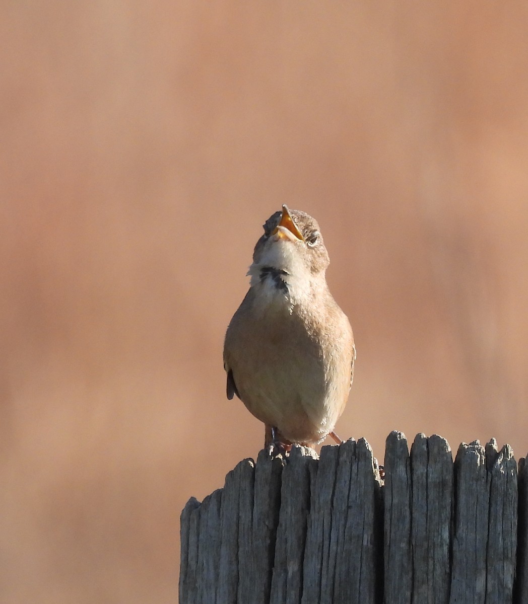 Southern House Wren - ML643357163