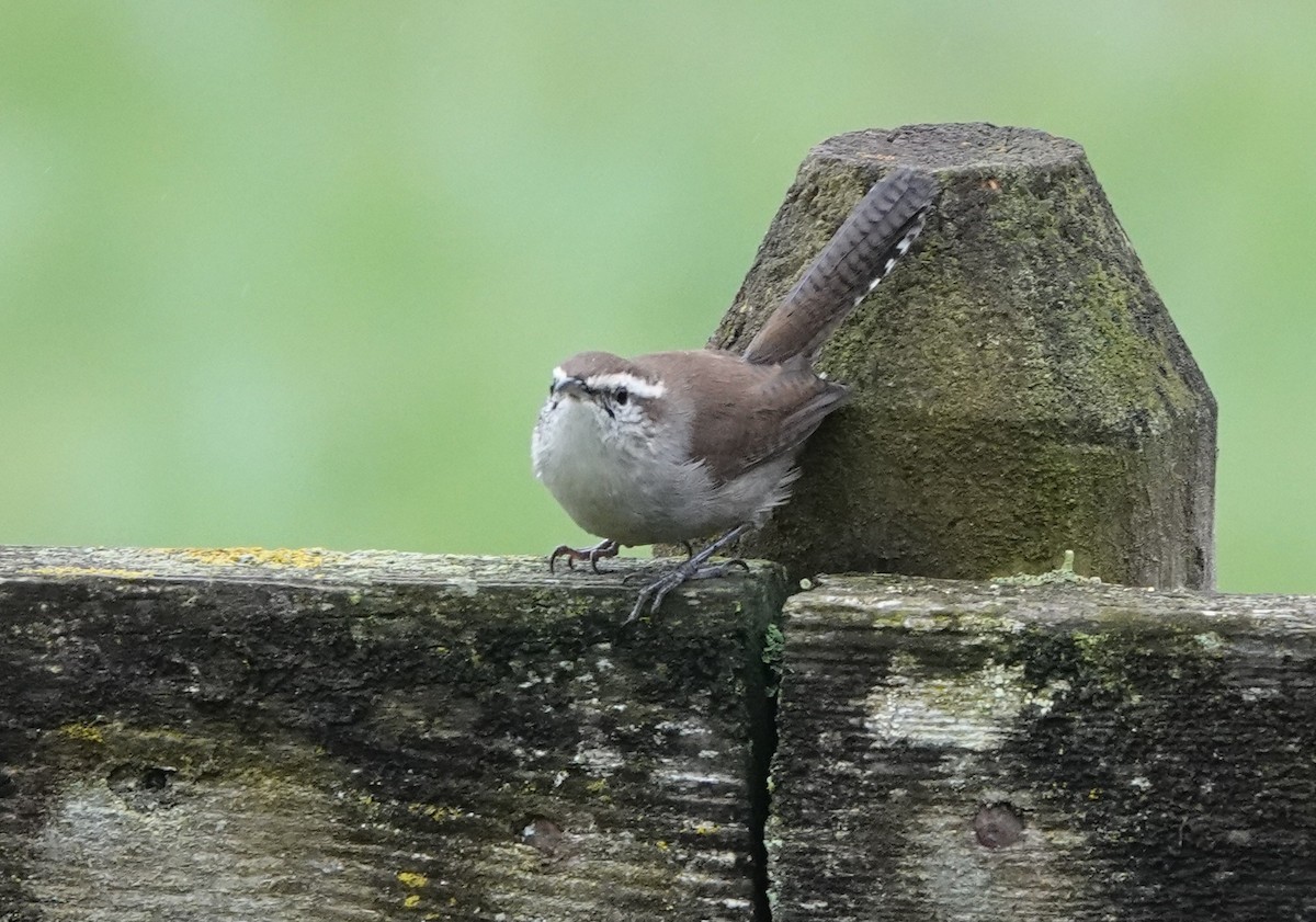Bewick's Wren - ML643357169