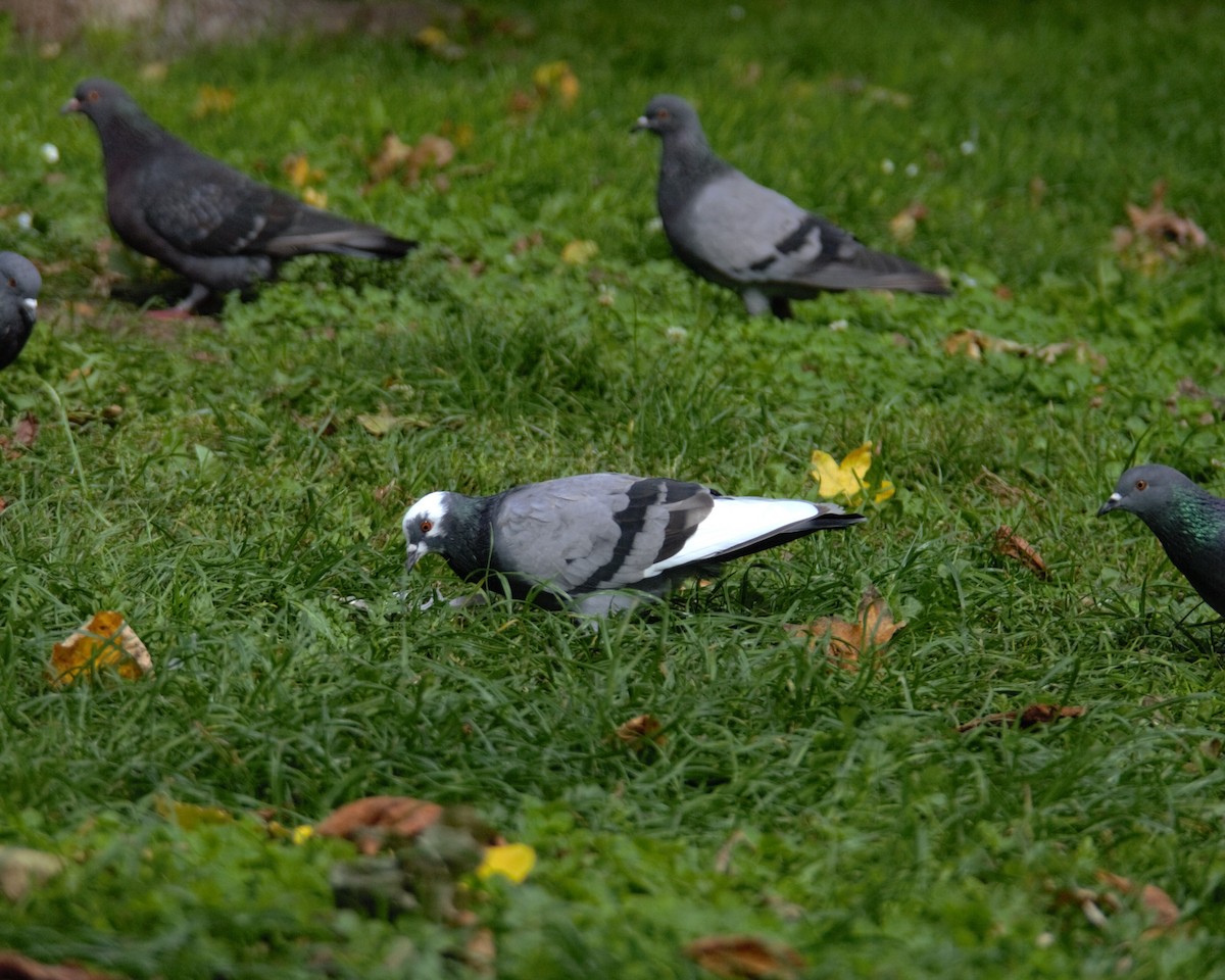 Rock Pigeon (Feral Pigeon) - ML643357189