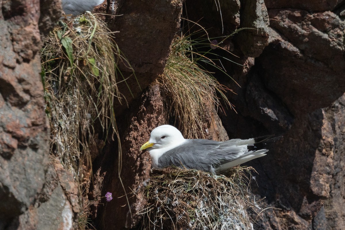 Black-legged Kittiwake (Atlantic) - ML643357195